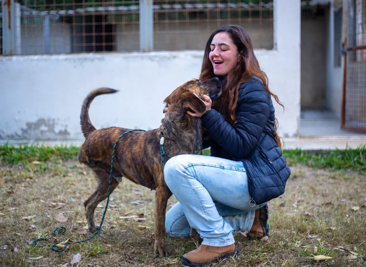 Poços registra recorde de adoções de cães em 2025