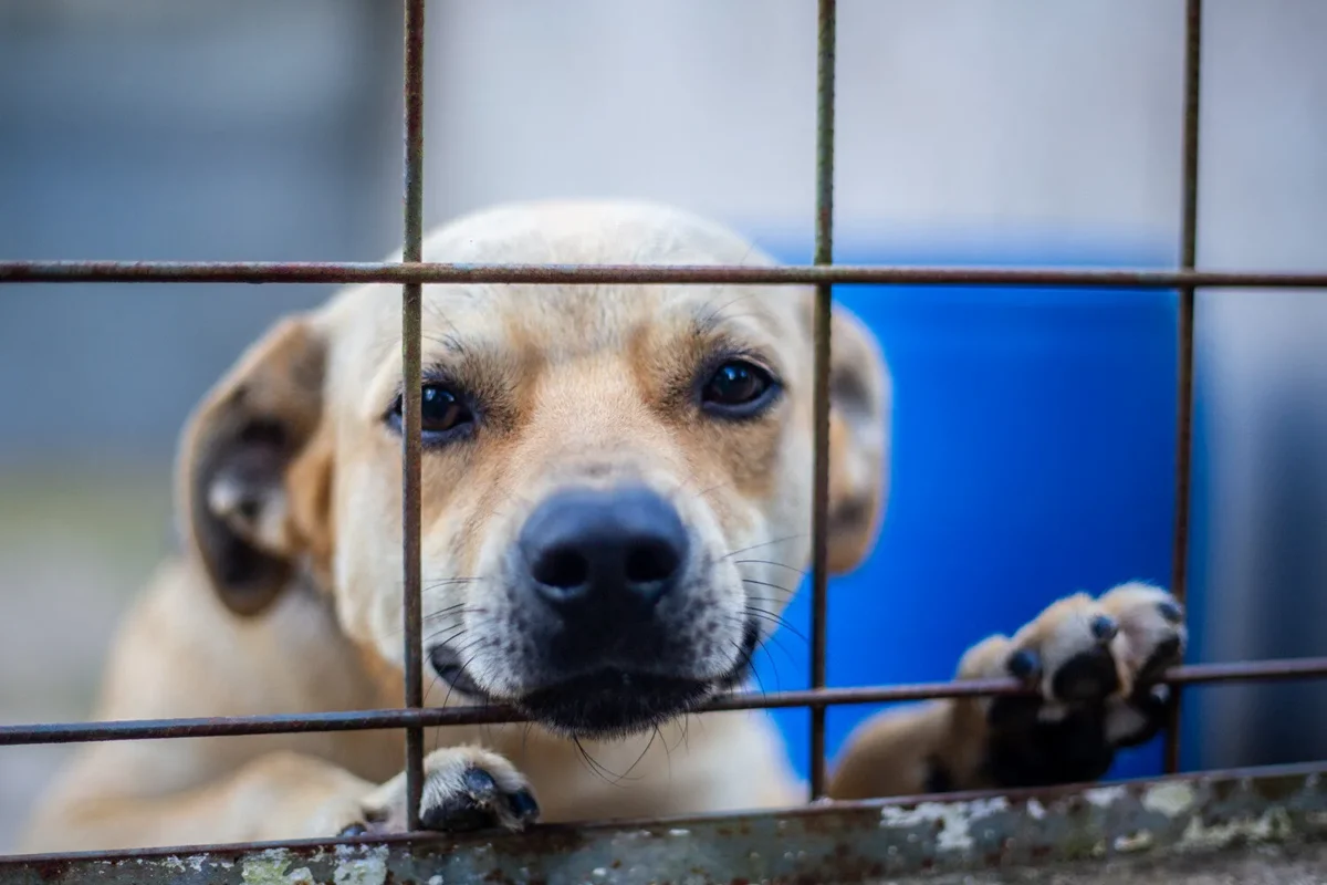 Feira de Adoção busca novos lares para cães do Abrigo Municipal neste sábado