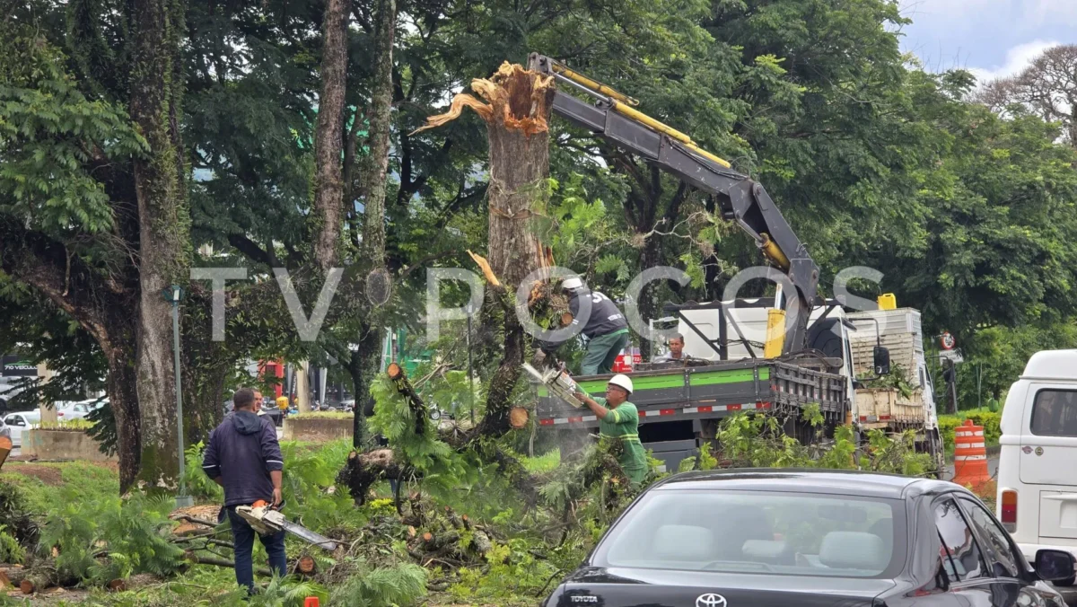 Árvore de grande porte cai na Avenida João Pinheiro