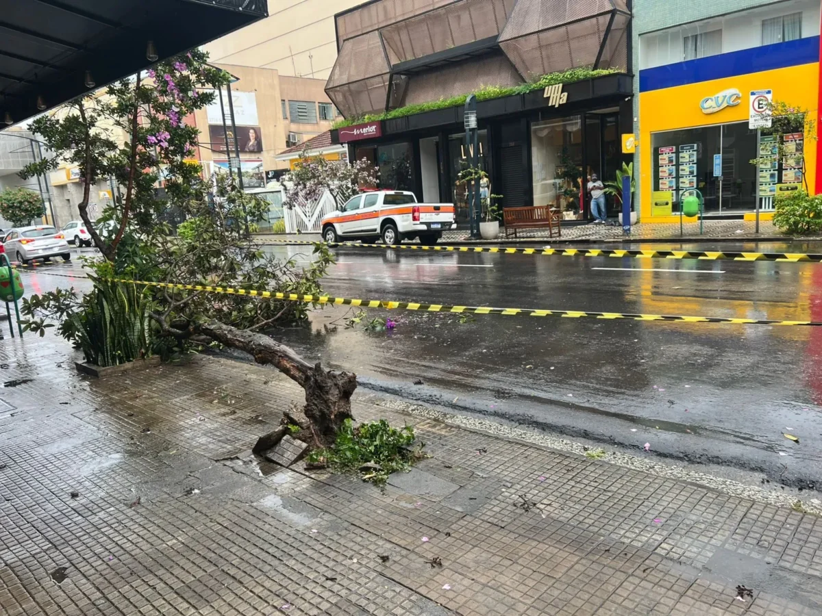 Ventos fortes derrubam árvores e danificam decoração natalina em Poços de Caldas