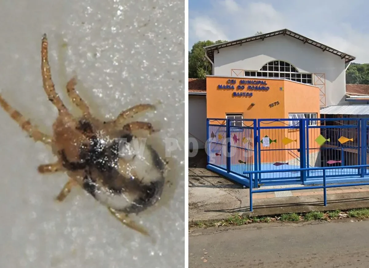 CEI Maria do Rosário Bastos enfrenta interdições após infestação de piolho de pombo