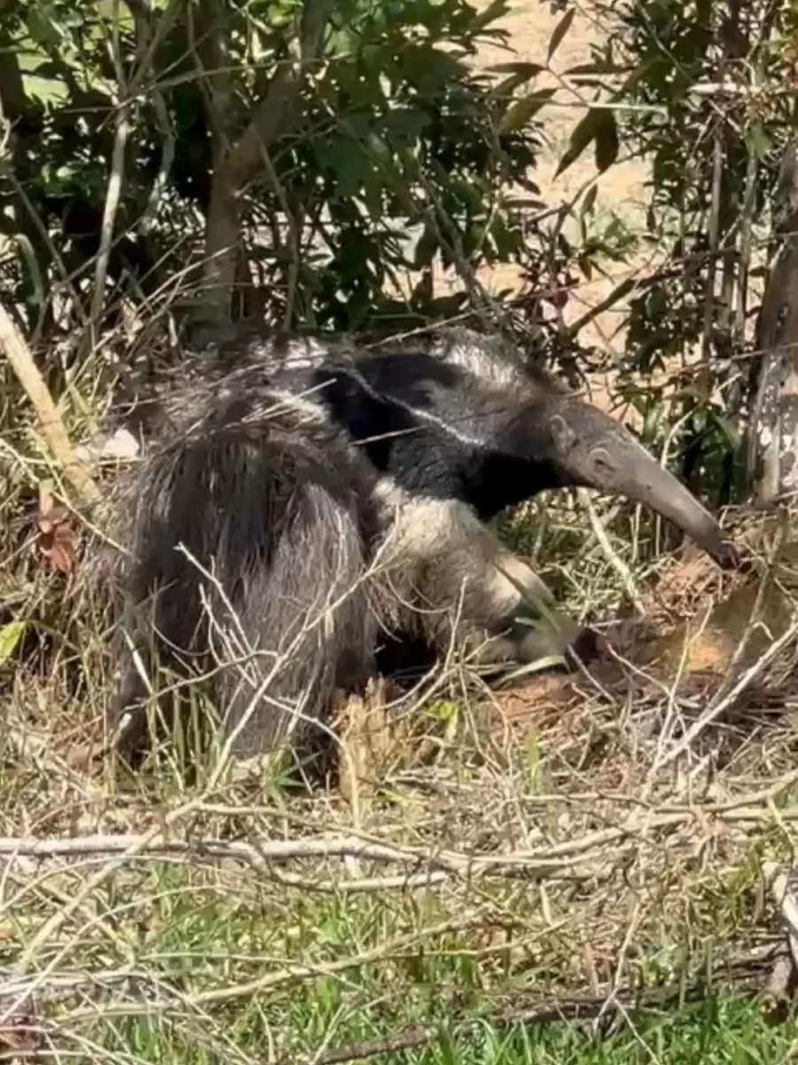 Véspera de Natal tem resgate de tamanduá-bandeira em residência