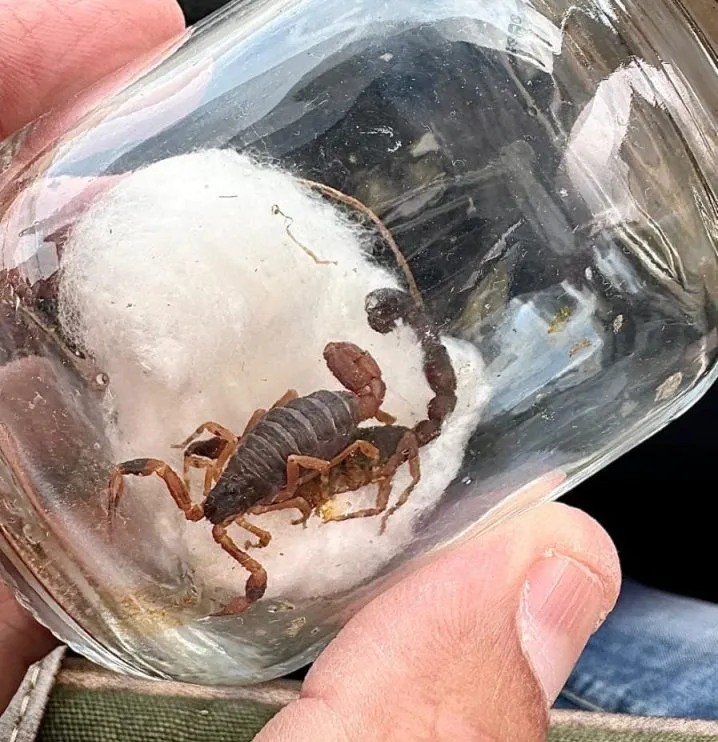 Agentes de endemias seguem ações de prevenção contra escorpiões nesta semana