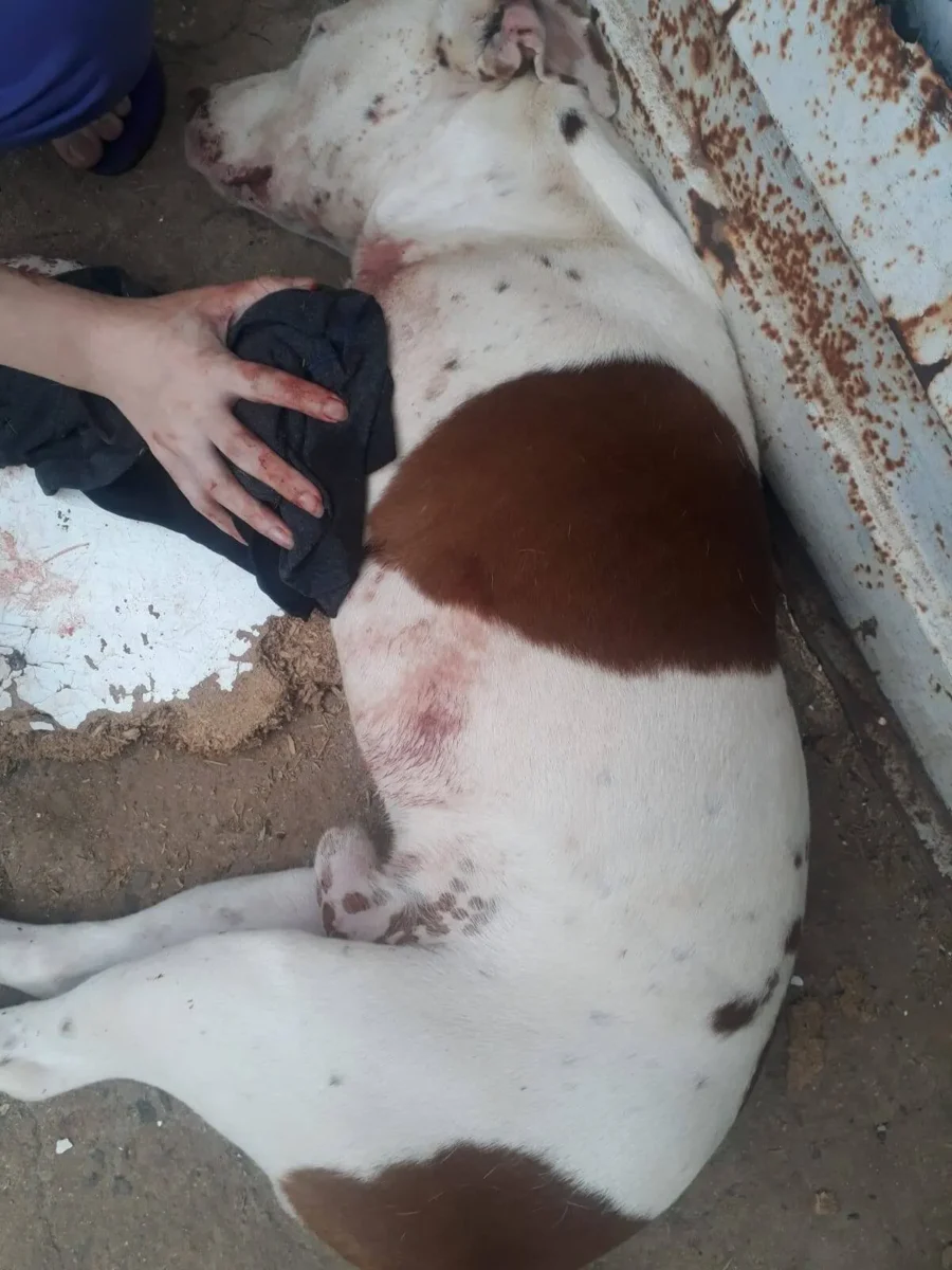Cão atropelado na zona sul precisa de ajuda para tratamento veterinário