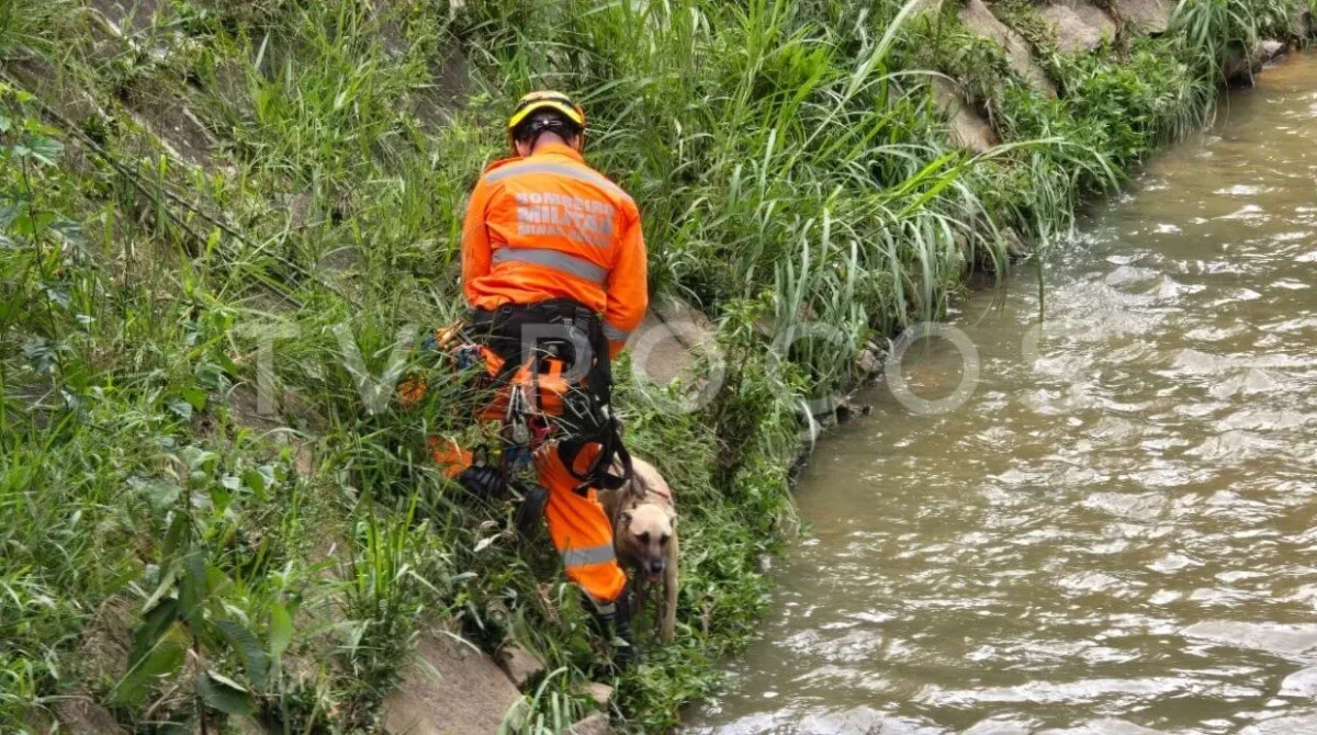 Bombeiros resgatam cachorro preso em ribeirão de Poços de Caldas