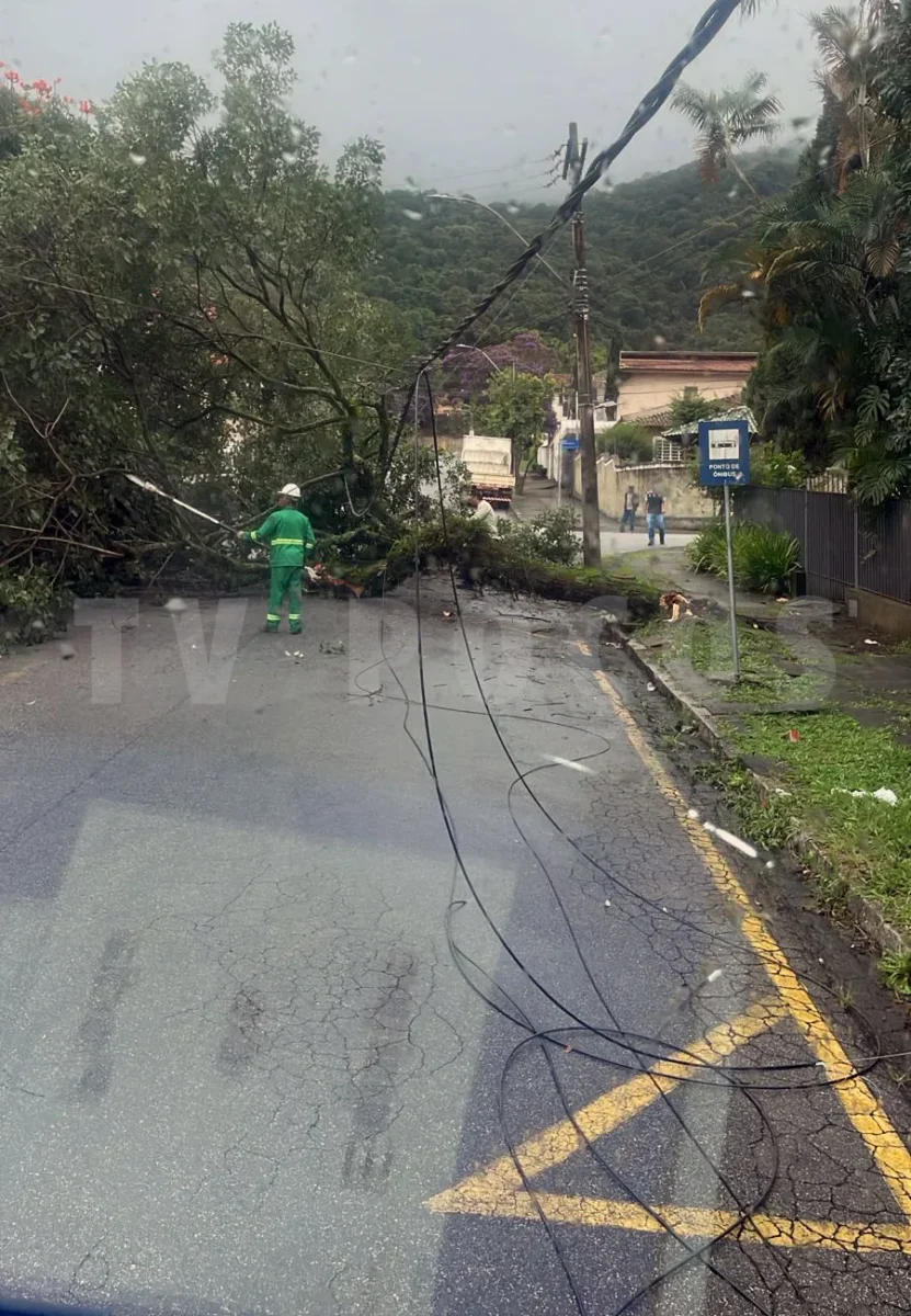 Queda de árvore atinge fiação elétrica e interdita trecho de avenida