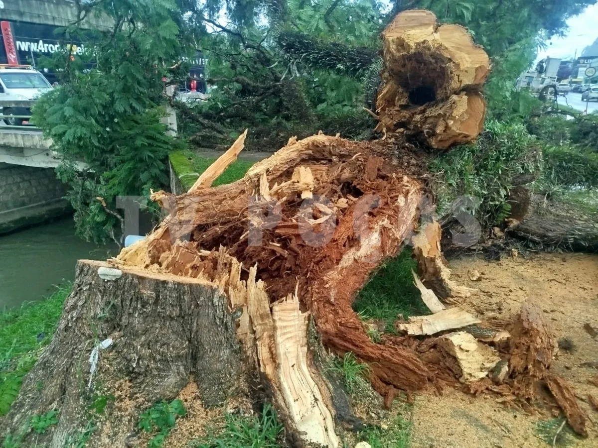 Prefeitura remove árvore de grande porte na avenida João Pinheiro por risco de queda